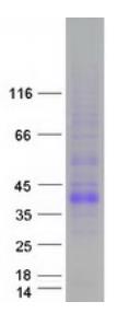 SDS-PAGE (TNFSF11-2650H).jpg